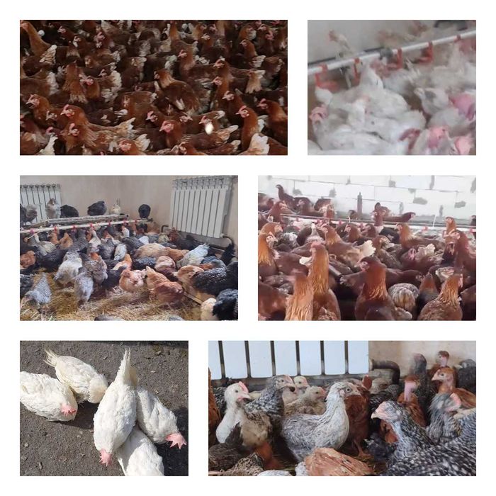 Продам кури несушки! Доставка безкоштовна. Софіївка!