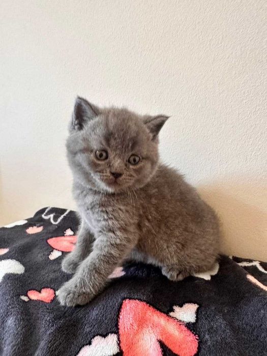 Gatinho disponível.