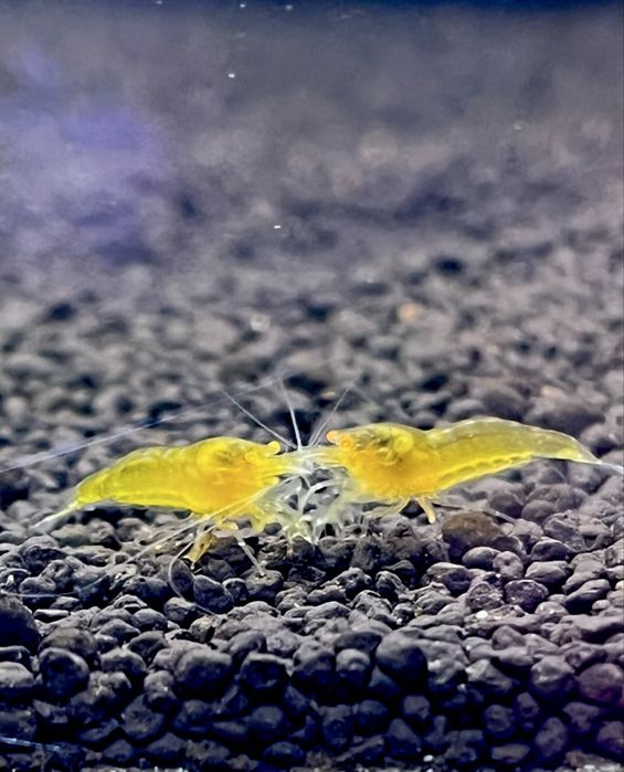Yellow King Kong OE - krewetki Caridina