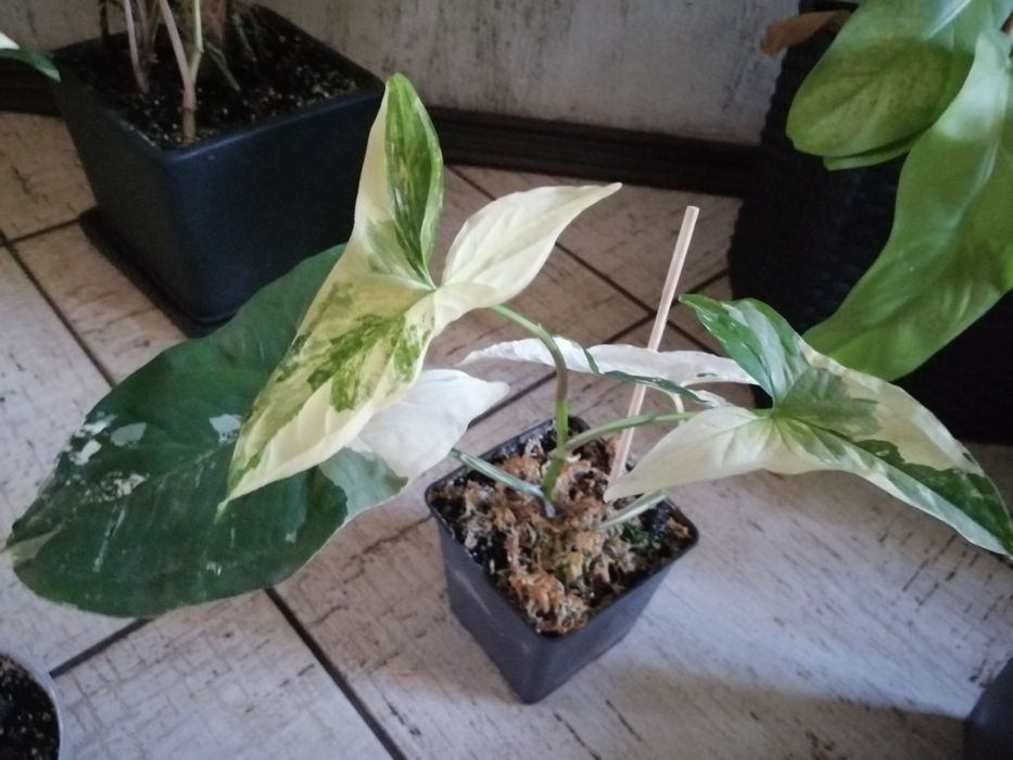 Продам сингониум Imperial White