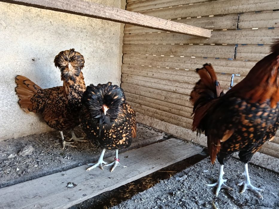 Galinhas de várias raças