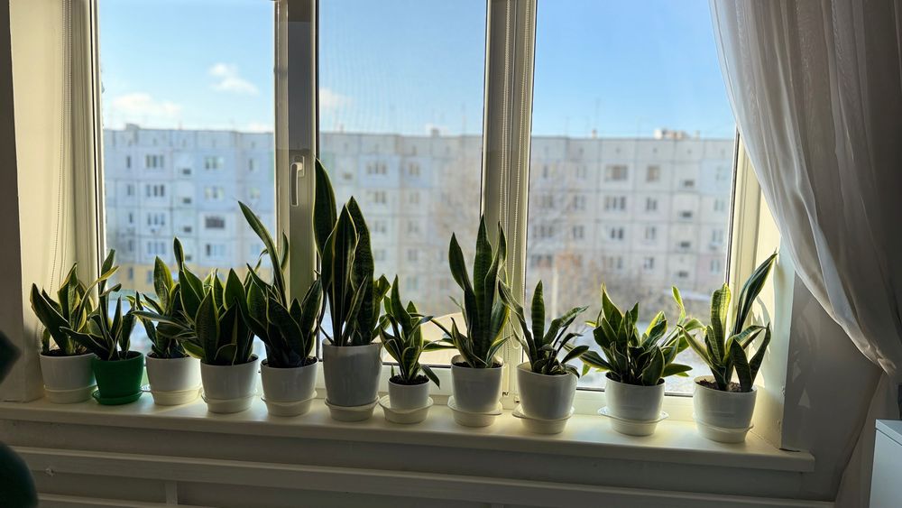 Кімнатні рослини Заміокулькас, Монстера, Спатифіліум . Сансевиерія
