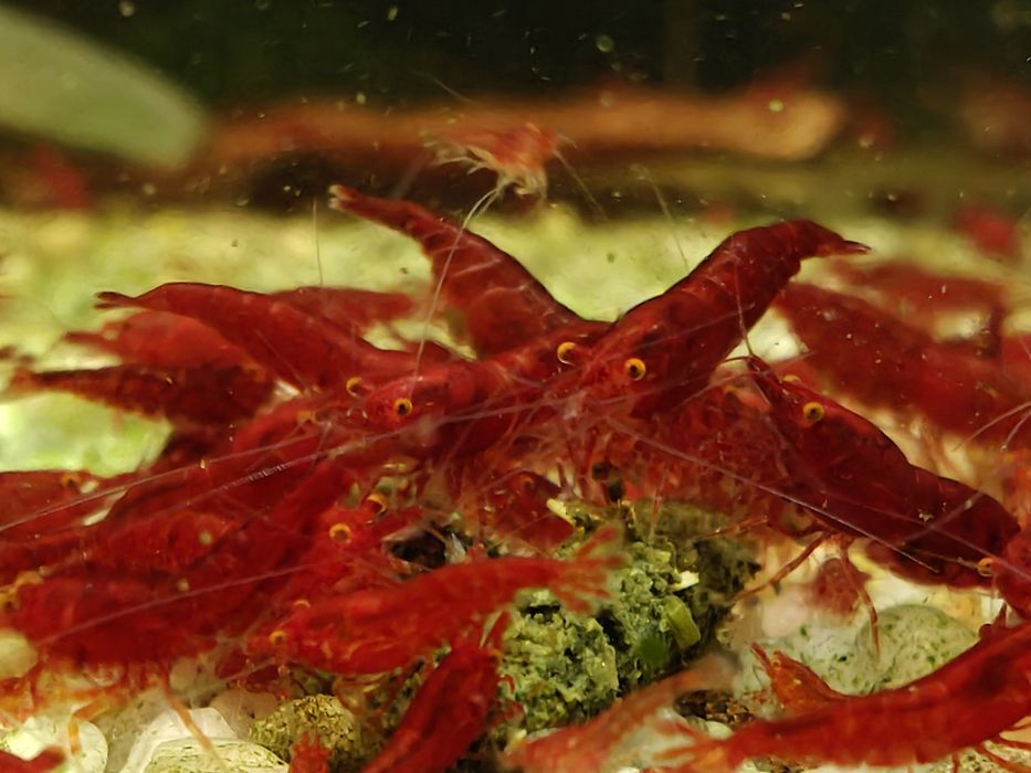 Krewetki Neocaridina Bloody Mary OE