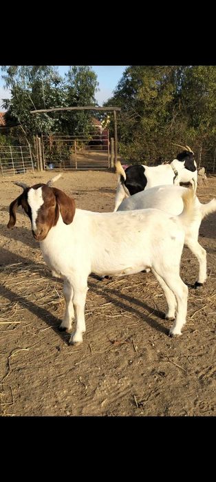 Cabras boer pura e cruzada