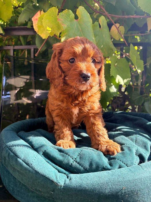 CAVAPOO - przeuroczy  maluch