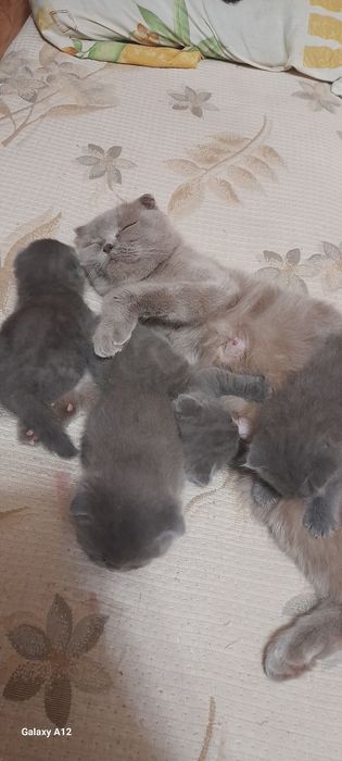 Чистокровные британцы