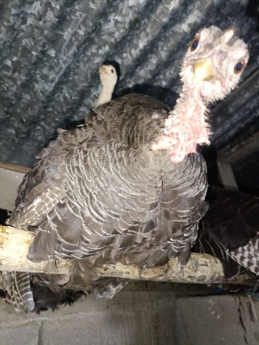 Ovos caseiros de aves