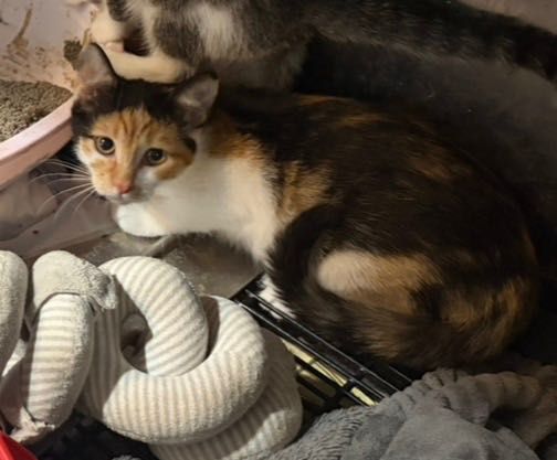 Ostoja Mruczków Kotka Róża szuka kochającego domu kot do adopcji