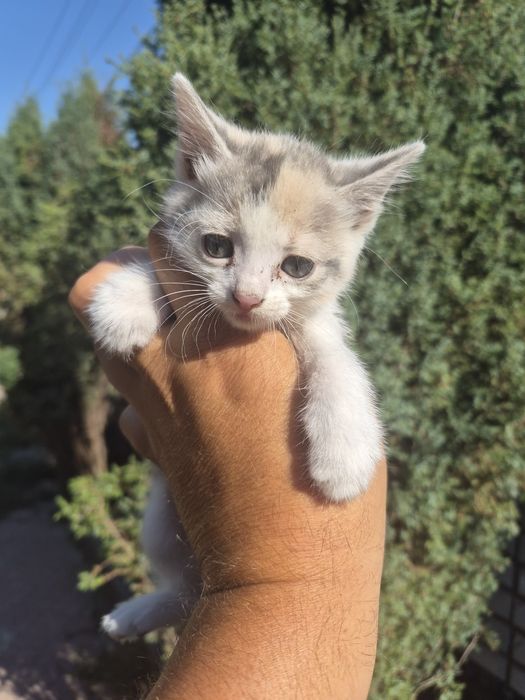 подарю котят срочно