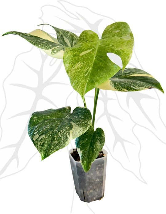 Monstera Legacy Ø-9 cm H-15 cm