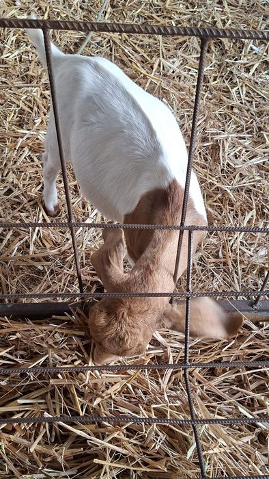 Vendo 1 casal de cabritos raça boer
