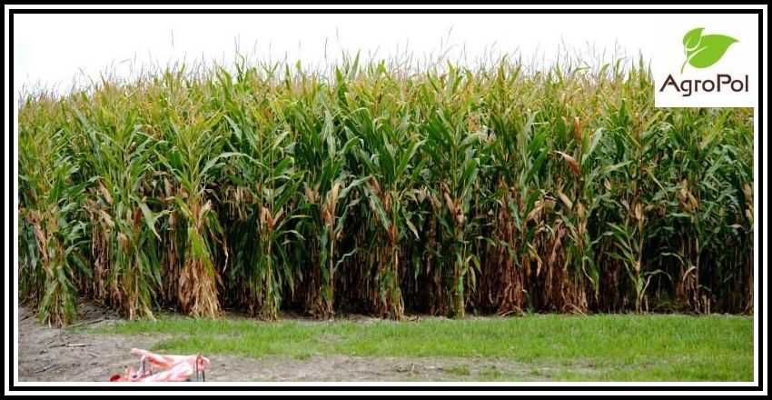 Kukurydza Na Kiszonkę Kukurydza Kiszonkowa kiszonka nasiona kukurydzy