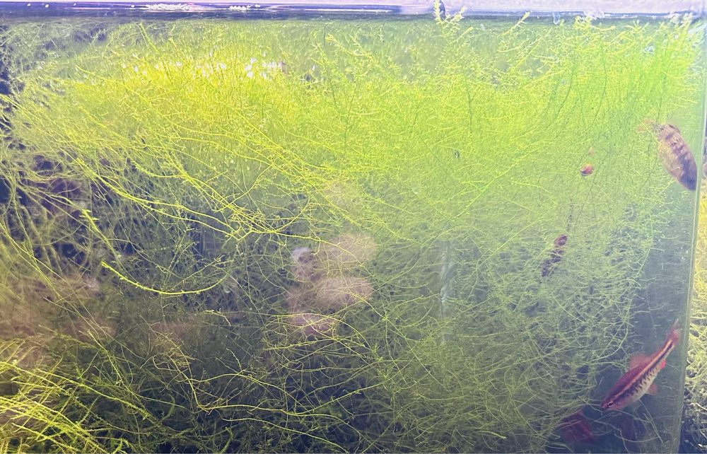 Musgo para Aquário - christmas moss