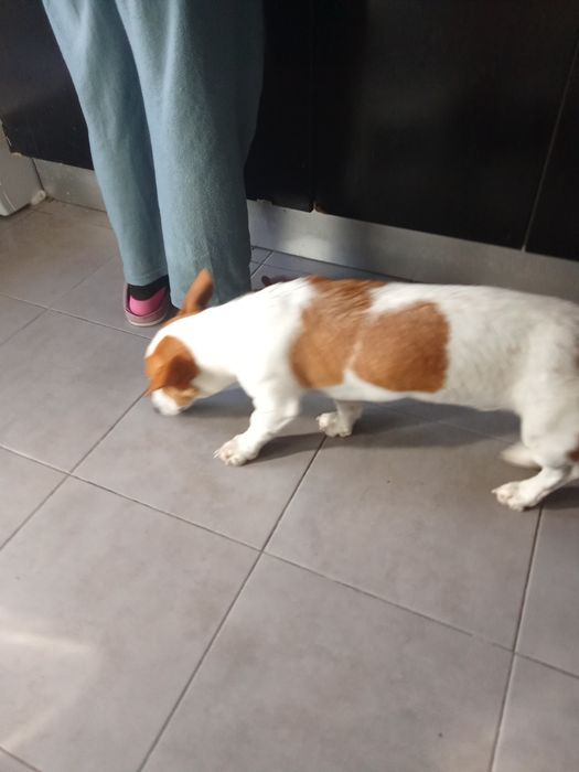 Da se arracado de Jack russel