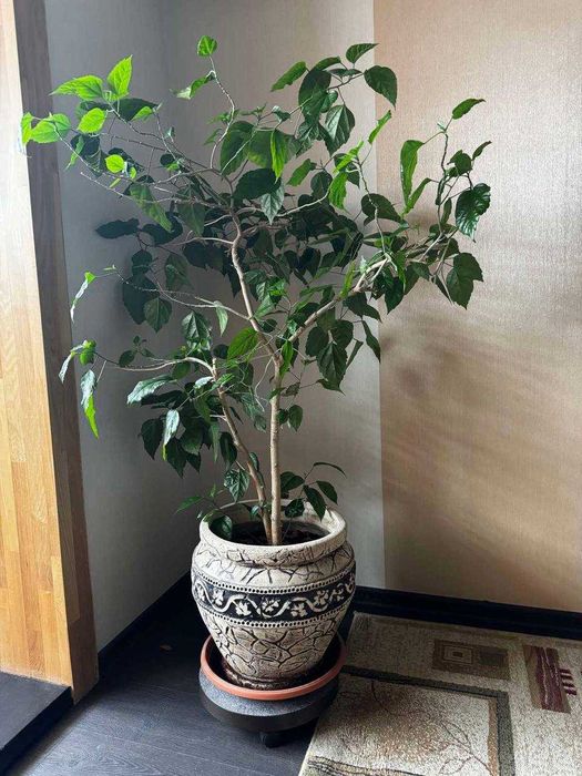 продам троянду кімнатну велику