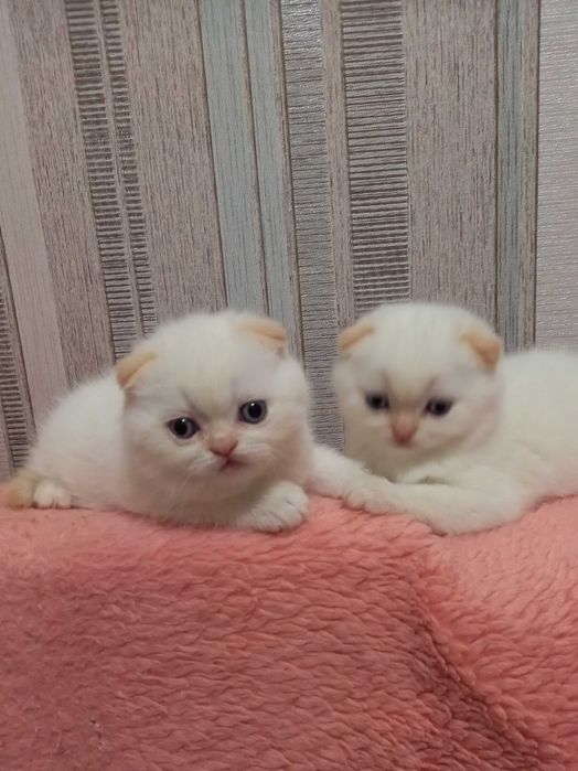 шотландские вислоухие братишки