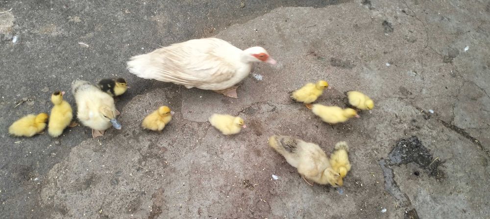 Продаються каченята мускусні (шипуни)