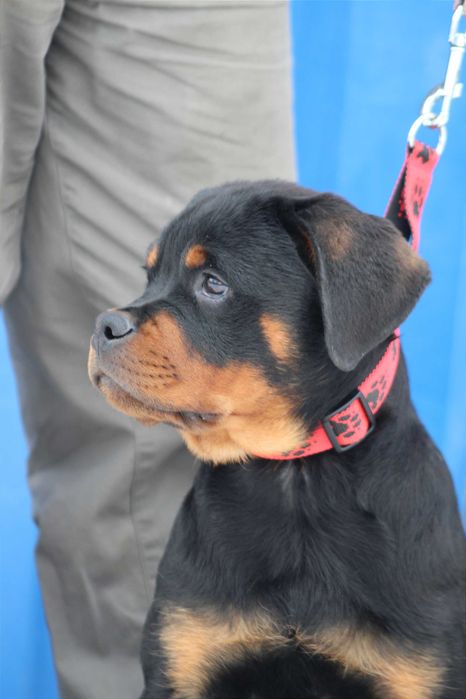 Лучший щенок ротвейлер кобель