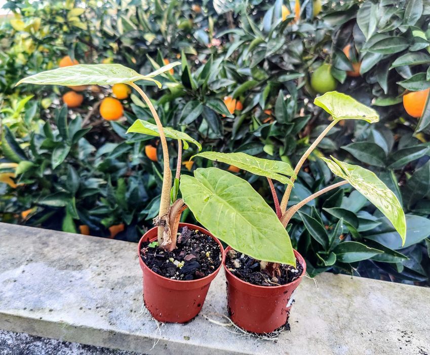 Muda de Planta Alocasia