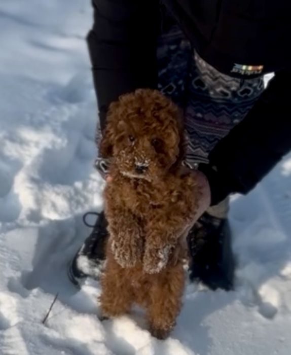Редбраун той пудель хлопчики