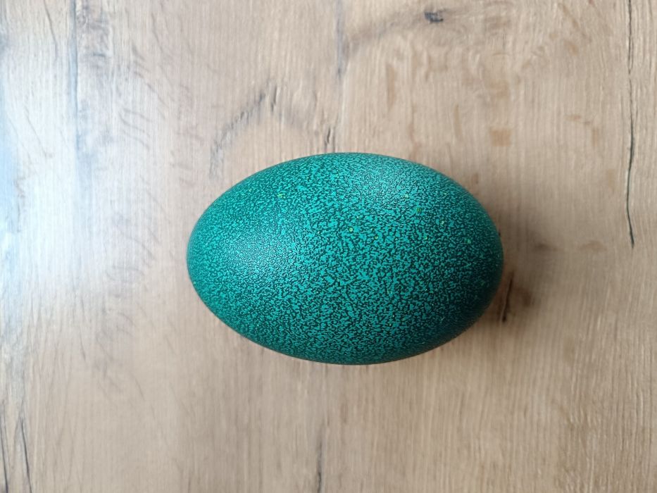 Jaja jajko strusia struś zielone strusie Emu