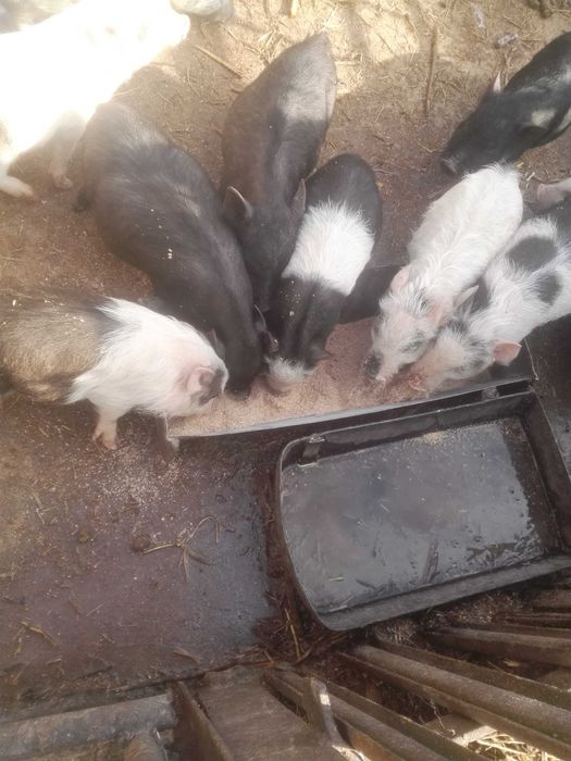 В'єтнамські поросята