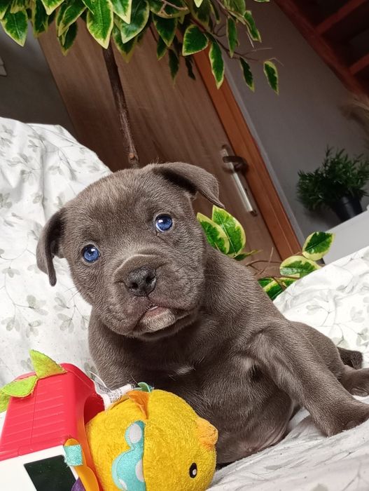 Amerycan Stanford terier  amstaff