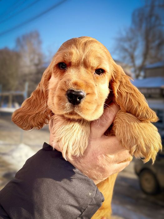 Продаются щенки Английского Кокер Спаниеля