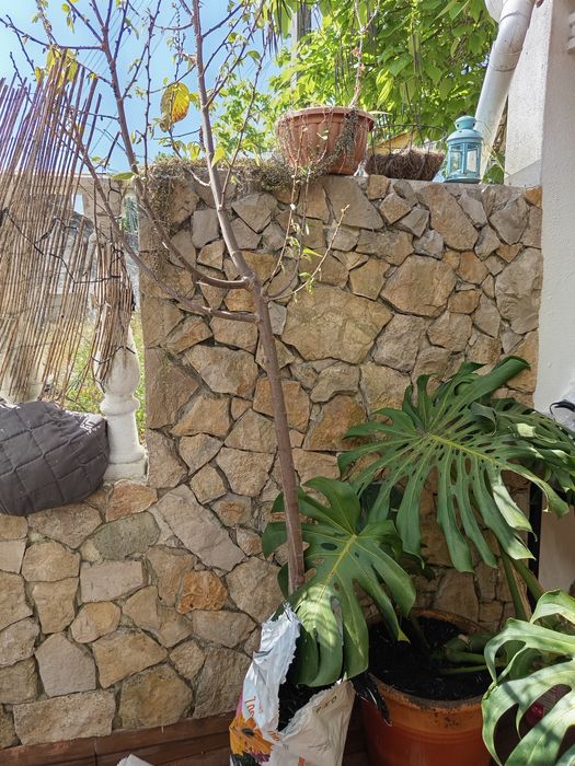 Árvore Anoneira com 3 anos com mais 2 mts