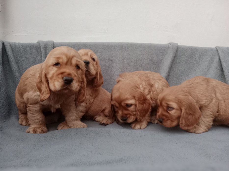 Piękny piesek cocer spaniel Gotowy do odbioru