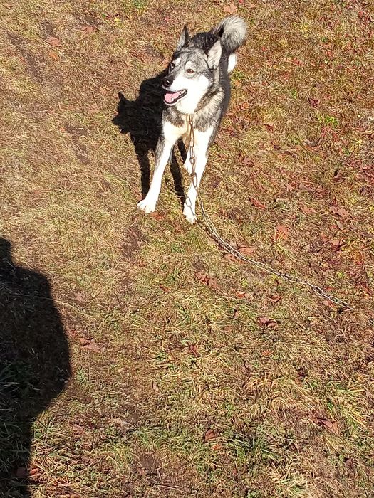 Продам собаку хаскі