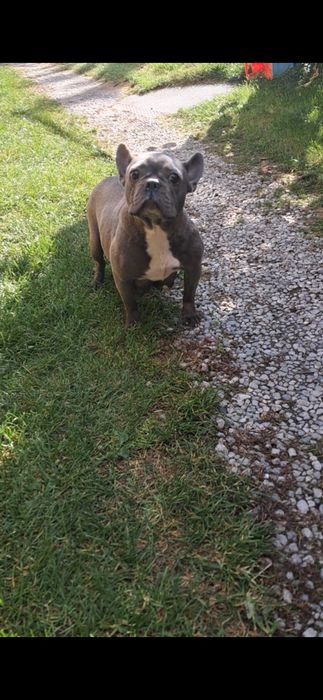 Buldog francuski suczka niebieska