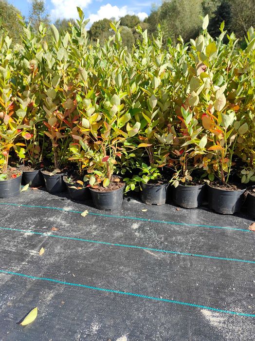 Chandler! Borówka Amerykańska! Sadzonki 3 LETNIE CAC! Miododajne! 50cm