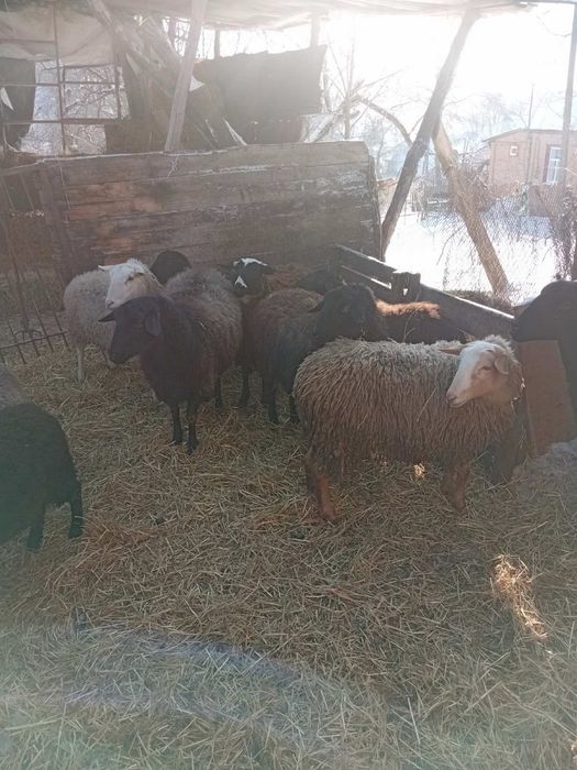 Продам овец вівці строчно