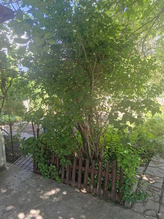 (3) Продам будинок в с. Пирогово вулиця Виноградна 9006