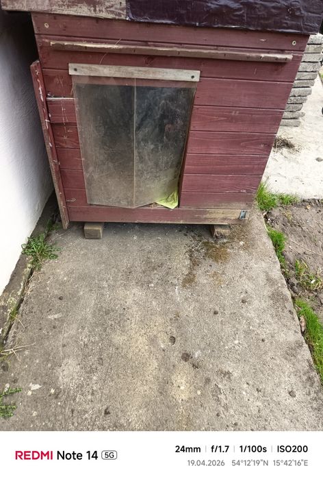 Buda dla psa za darmo