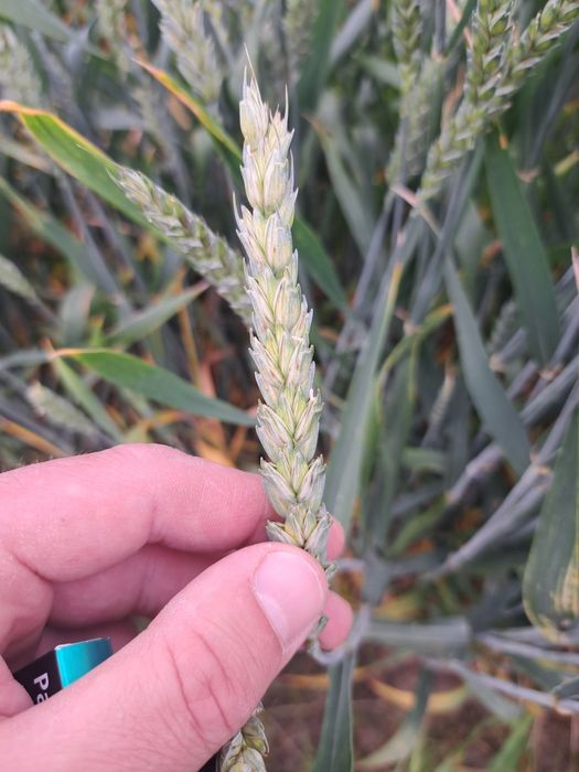 Pszenica konsumpcyjna dla drobiu kur gołębi