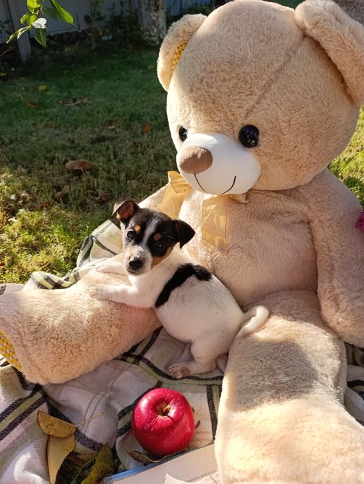 Продам цуценят Джек Рассел тер'єр