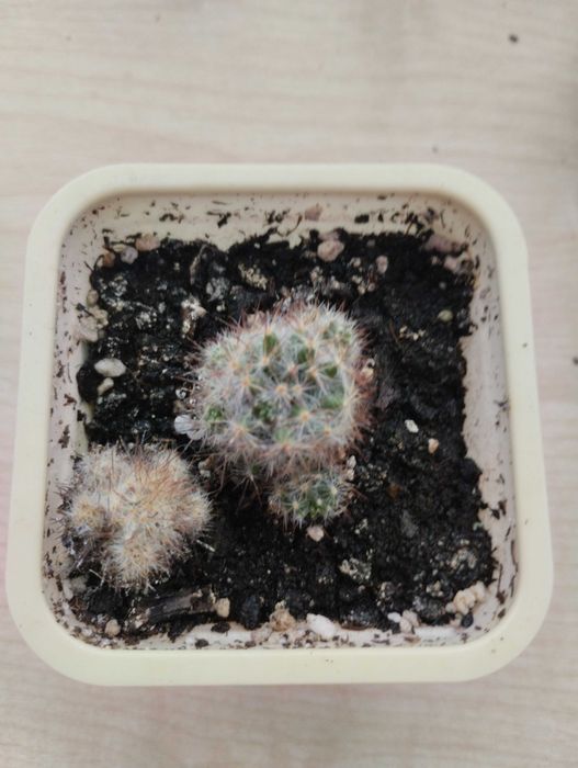 Кактус мамілярія