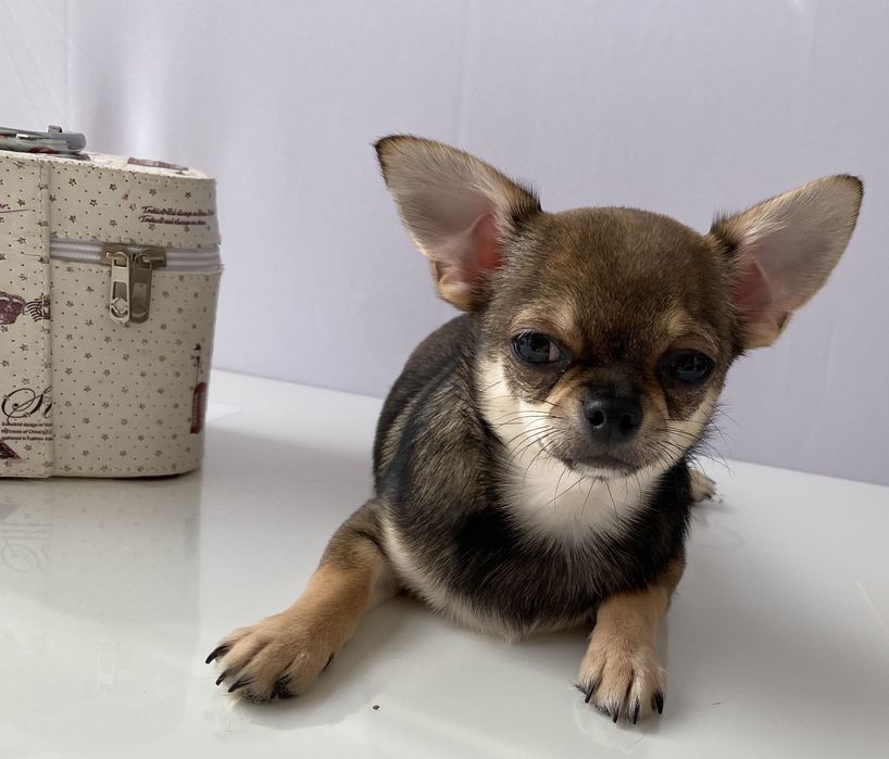 Чіхуа хлопчик гарнесенький.