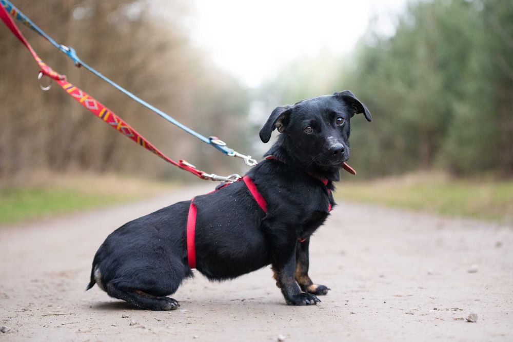 Nitka - maleńka czarnulka - suczka do adopcji