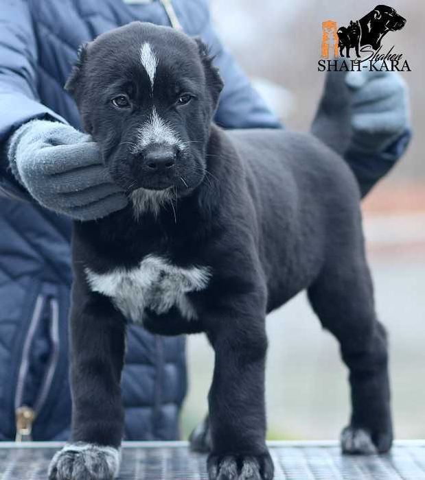 Чорна красуня САВ