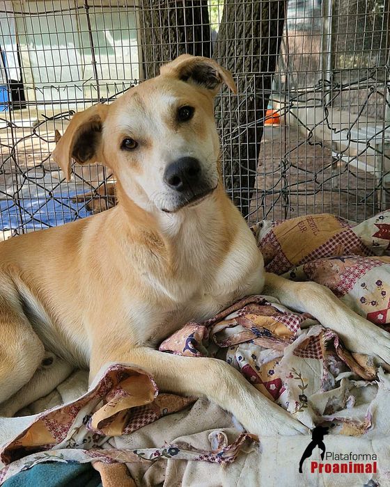 MANCHINHAS - Cãozinho para Adoção!