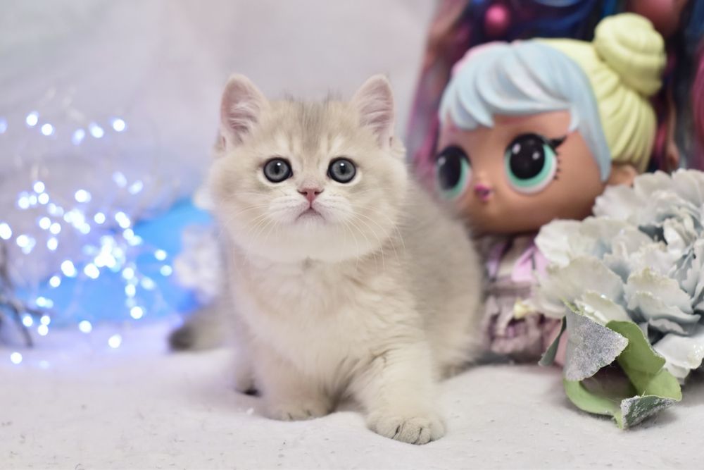 Золотая шиншилла ау 11, голубое золото