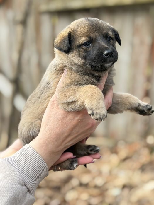 Щенки хлопчики та дівчатка безкоштовно