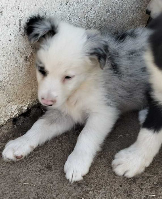 Border collie blue merle com olho azul