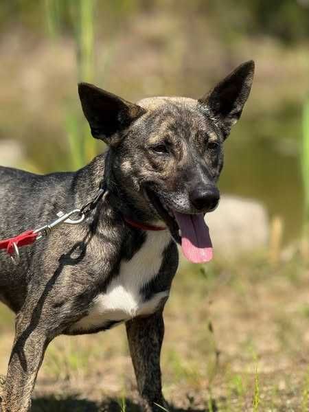 Lego- piękny i młody psiak szuka domu