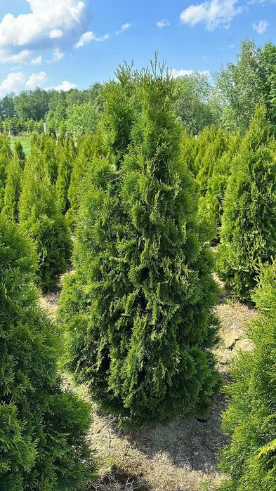 Tuja Szmaragd PREMIUM thuja sadzenie i dowóz do klienta