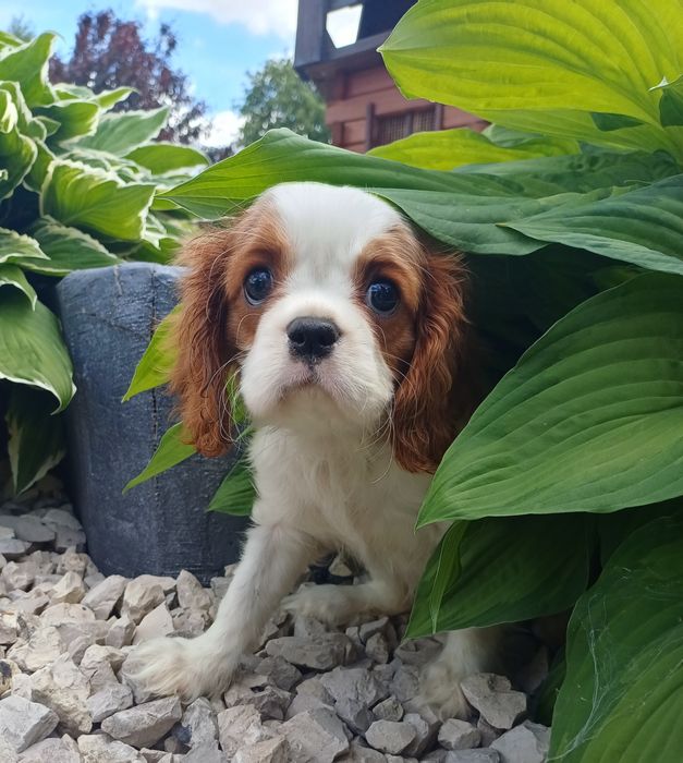 Cavalier King Charles Spaniel-Sunia