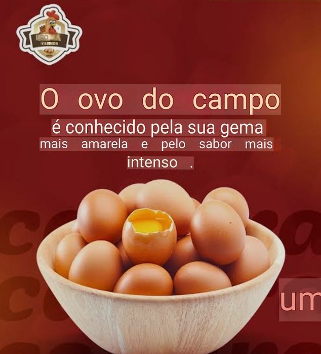 Ovos de galinha caseiros